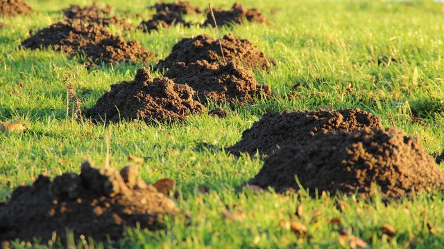 Кротовые ходы разрушают корневую систему не напрямую, а через разрыв контакта с почвой. Растения теряют доступ к влаге, начинают быстро вянуть и часто погибают уже через несколько недель.