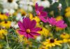 Лучшие цветы-самосейки: как создать цветник без рассады и ежегодного посева