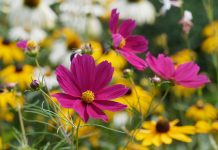 Лучшие цветы-самосейки: как создать цветник без рассады и ежегодного посева