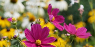 Лучшие цветы-самосейки: как создать цветник без рассады и ежегодного посева