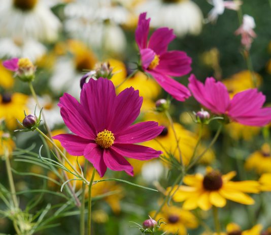 Лучшие цветы-самосейки: как создать цветник без рассады и ежегодного посева