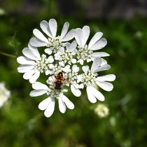 Орлайя (Orlaya grandiflora)