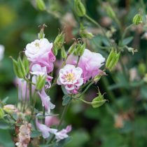 Аквилегия «Винки» (Aquilegia vulgaris ‘Winky’)