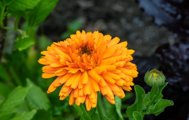Календула «Оранж Кинг» (Calendula officinalis ‘Orange King’)