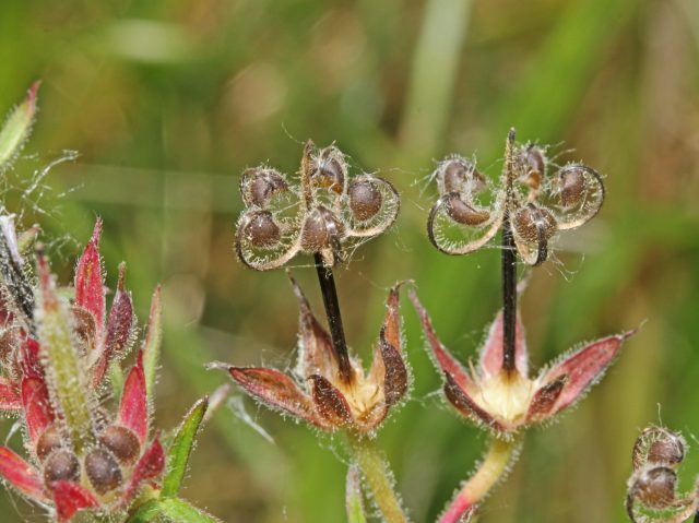 Самосев — естественный способ обновления растений: семена падают и дают новые всходы прямо на месте. В саду это можно контролировать — оставлять часть на размножение, а лишние всходы весной убирать, регулируя плотность посадок.