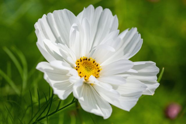 Космея «Соната Вайт» (Cosmos bipinnatus ‘Sonata White’)