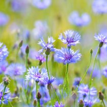 Василёк (Centaurea cyanus)