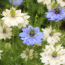 Нигелла (Nigella damascena)