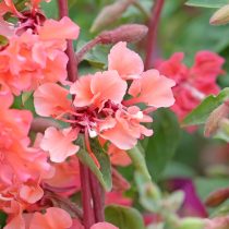 Кларкия (Clarkia unguiculata)