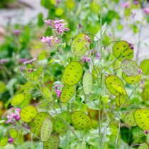 Лунария (Lunaria annua)