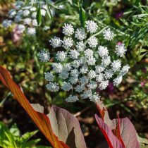 Амми (Ammi majus, A. visnaga)