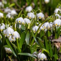 Белоцветник весенний «Вернум» (Leucojum vernum ‘Vernum’)