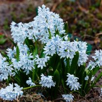 Пушкиния пролесковидная, сорт «Либанотика» (Puschkinia scilloides ‘Libanotica’)