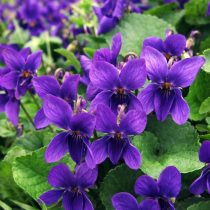 Фиалка душистая, сорт «Кёнигин Шарлотта» (Viola odorata ‘Konigin Charlotte’)