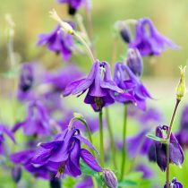 Аквилегия обыкновенная (Aquilegia vulgaris)