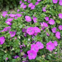 Герань кроваво-красная (Geranium sanguineum