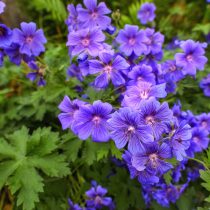 Герань луговая (Geranium pratense)