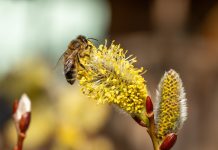 Лучшие ранние растения для первых опылителей и красивого сада