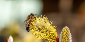 Лучшие раннецветущие растения для опылителей и красивого сада - Лучшее Лучшие ранние растения для первых опылителей и красивого сада