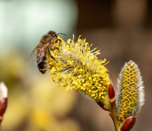 Лучшие раннецветущие растения для опылителей и красивого сада - Цветник и ландшафт Лучшие ранние растения для первых опылителей и красивого сада