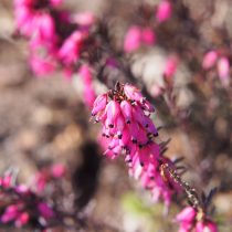 Эрика румяная сорта «Вивелли» (Erica carnea ‘Vivellii’)