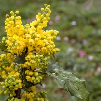 Магония падуболистная «Аполло» (Mahonia aquifolium ‘Apollo’)