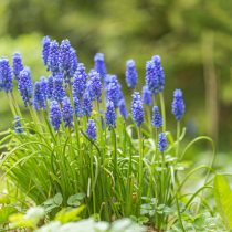 Мускари армянский (Muscari armeniacum)