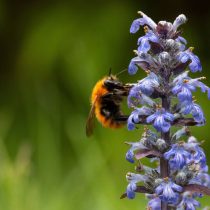 Живучка ползучая (Ajuga reptans)