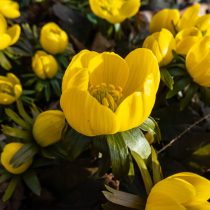 Эрантис зимующий например сорт «Гинея Голд» (Eranthis hyemalis ‘Guinea Gold’)