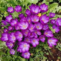 Крокус весенний «Руби Джайент» (Crocus tommasinianus ‘Ruby Giant’