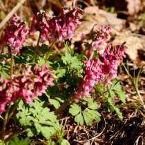 Хохлатка плотная «Бет Эванс» (Corydalis solida ‘Beth Evans’)