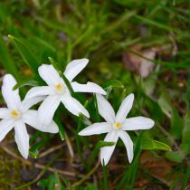 Хионодокса Люцилии «Альба» (Chionodoxa luciliae ‘Alba’)