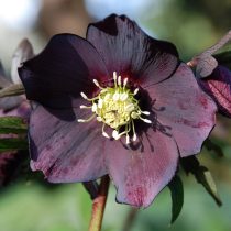 Морозник восточный «Блу Леди» (Helleborus orientalis ‘Blue Lady’) 