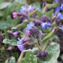 Медуница лекарственная «Миссис Мун» (Pulmonaria saccharata ‘Mrs. Moon’)