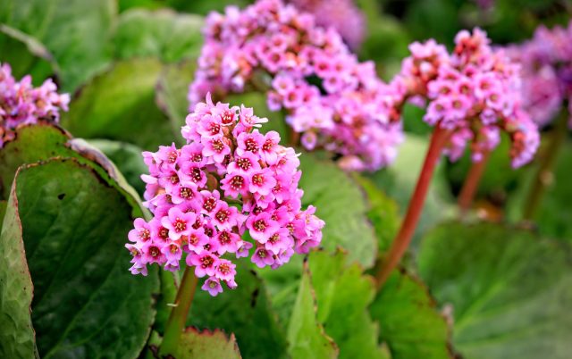 Бадан сердцелистный (Bergenia cordifolia)