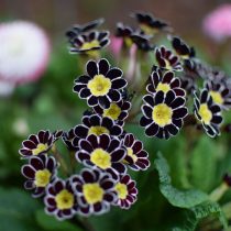 Примула обыкновенная «Голд Лейс» (Primula elatior ‘Gold Laced’)