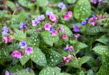 Лучшие сорта медуницы для сада: посадка, уход и применение в ландшафтном дизайне