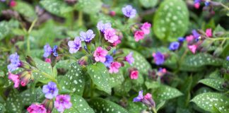 Лучшие сорта медуницы для сада: посадка, уход и применение в ландшафтном дизайне