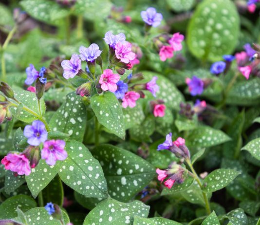 Лучшие сорта медуницы для сада: посадка, уход и применение в ландшафтном дизайне