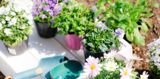 Лунный календарь садовода и огородника на май 2026 года