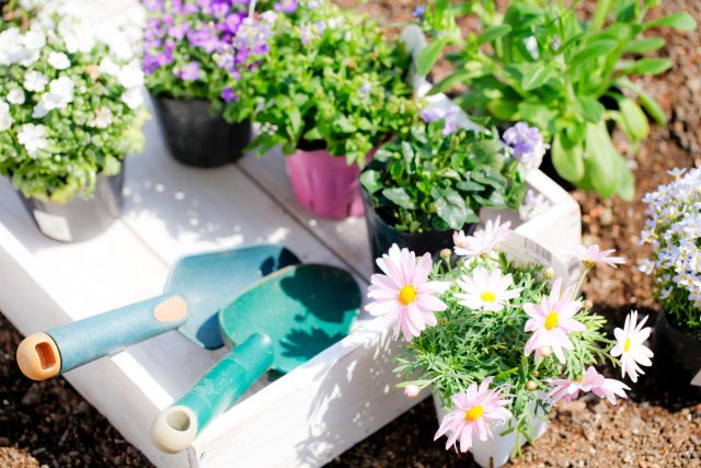 Лунный календарь садовода и огородника на май 2026 года