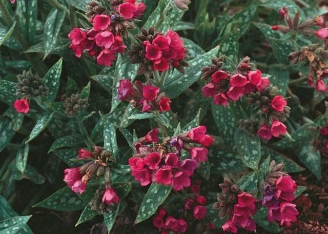 Гибридный сорт медуницы