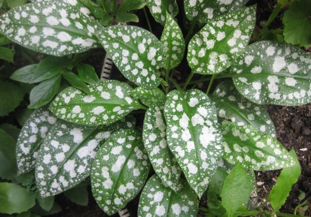 Медуница сахарная сорт «Leopard» с четкими светлыми пятнами на листьях