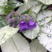 «Диана Клэр» (Pulmonaria longifolia ‘Diana Clare’)