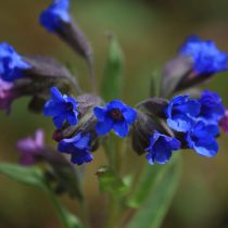 «Манстед Блю» (Pulmonaria angustifolia ‘Munstead Blue’)