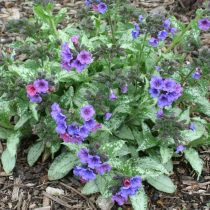 «Азуреа» (Pulmonaria angustifolia ‘Azurea’)
