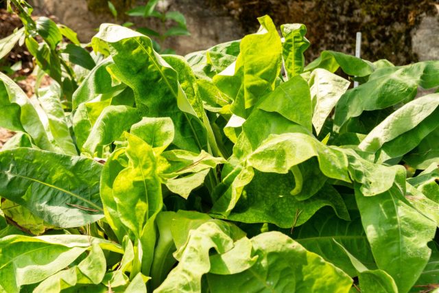 Медуница волосистая (pulmonaria mollis)