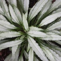 «Силверадо» (Pulmonaria saccharata ‘Silverado’)