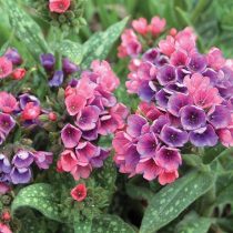«Пинк Доун» (Pulmonaria saccharata ‘Pink Dawn’)