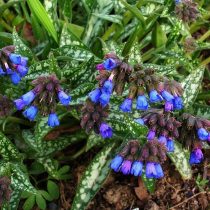 «Бертрам Андерсон» (Pulmonaria longifolia ‘Bertram Anderson’)